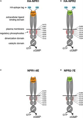 Epitope-tagged and phosphomimetic mouse models for investigating natriuretic peptide-stimulated receptor guanylyl cyclases